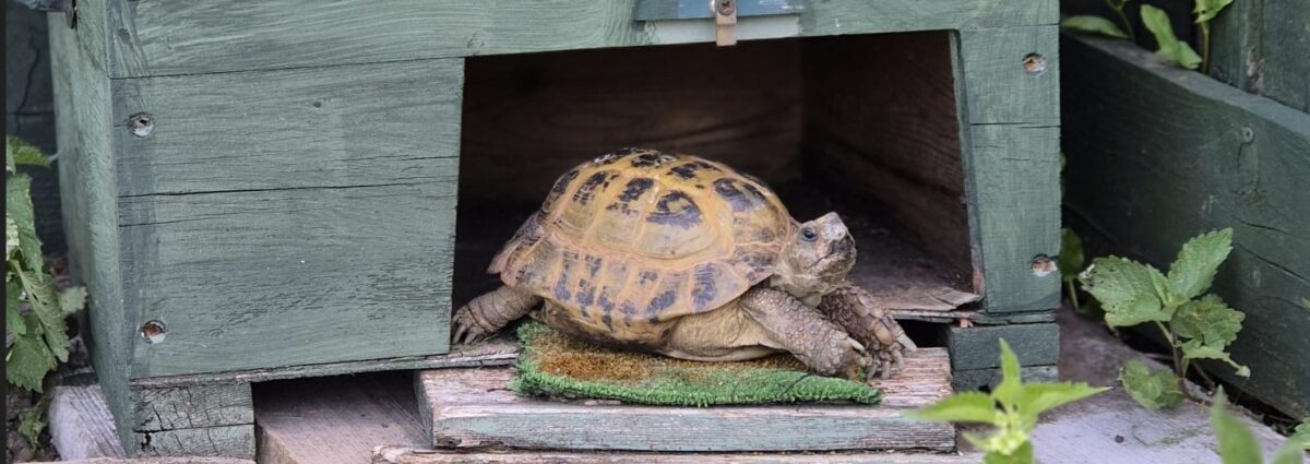 tort2