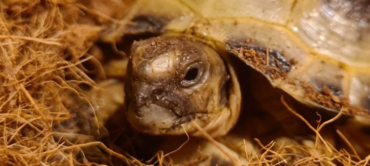 tort3